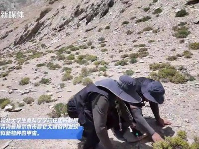 财盘配资 青海昆仑大峡谷：河北大学团队发现疑似甲虫新成员